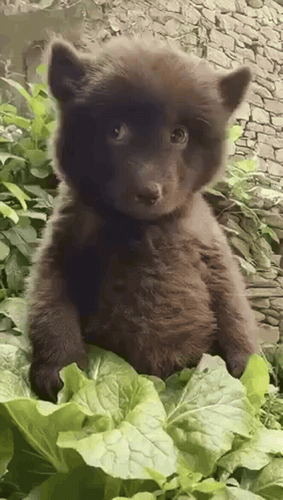 a brown bear cub is sitting on top of a green leaf .