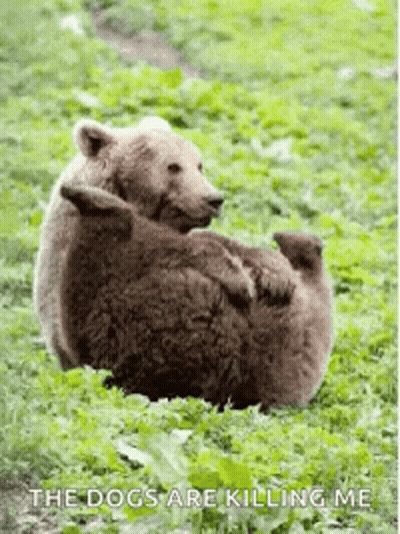 A Brown Bear Is Laying On Top Of A Baby Bear In A Field . GIF