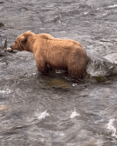 A Brown Bear Standing On A Rock In A River GIF