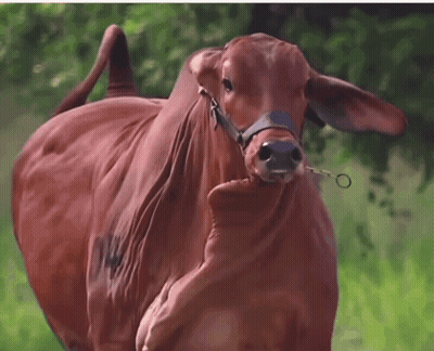 A Brown Cow With A Bridle Around Its Neck Is Standing In A Field GIF