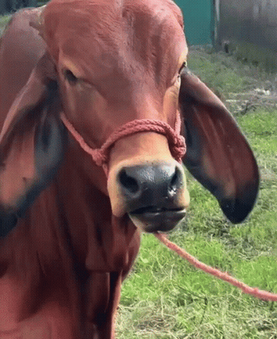 A Brown Cow With A Red Rope Around Its Neck Looks At The Camera GIF