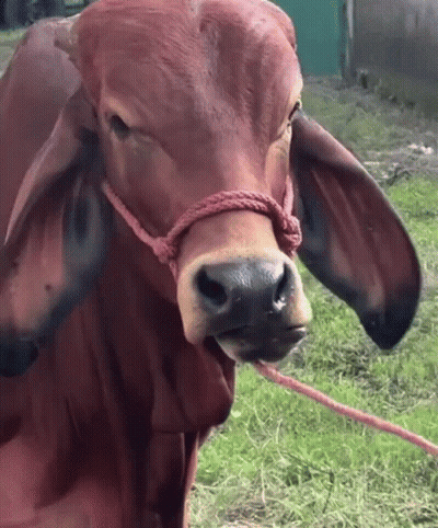 A Brown Cow With A Red Rope Around Its Neck Looks At The Camera GIF