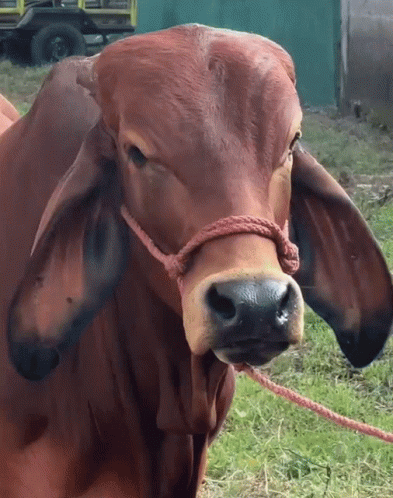 A Brown Cow With A Rope Around Its Neck Is Looking At The Camera GIF