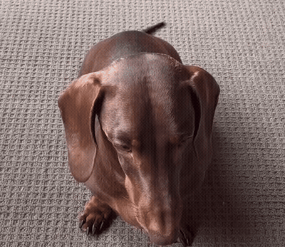 A Brown Dachshund Laying On A Carpet Looking Up GIF