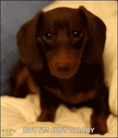 A Brown Dachshund Puppy Is Sitting On A Bed With The Words `` But I 'M Just A Baby '' . GIF