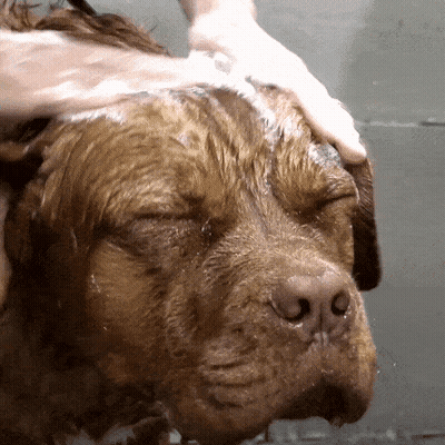 A Brown Dog Is Being Bathed By A Person GIF
