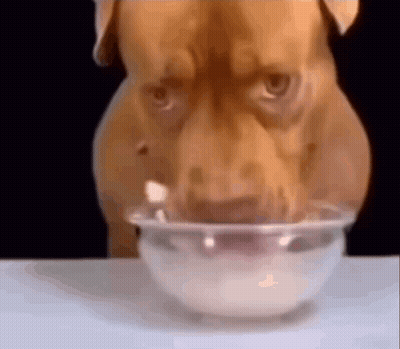 A Brown Dog Is Drinking Milk From A Clear Bowl . GIF