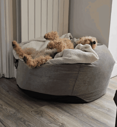 A Brown Dog Is Laying On A Bean Bag Chair GIF