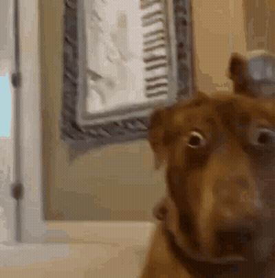 A Brown Dog Is Looking At The Camera In Front Of A Clock . GIF