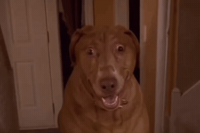 A Brown Dog Is Making A Funny Face While Looking At The Camera GIF
