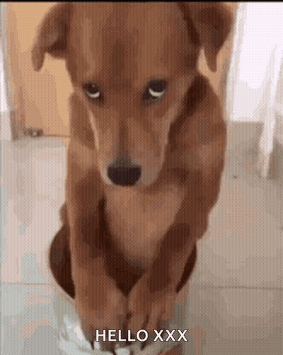 A Brown Dog Is Sitting On The Floor And Says Hello Xxx On The Bottom GIF