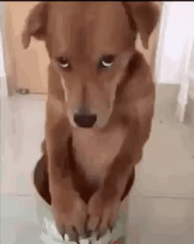 A Brown Dog Is Sitting On The Floor With Its Paws On A White Item . GIF