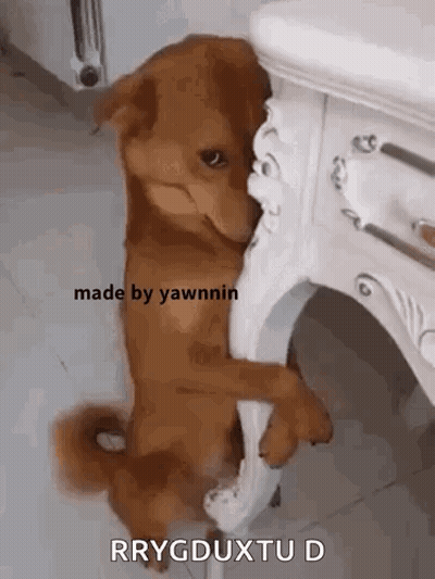 A Brown Dog Is Standing Next To A White Table With Its Paws On It . GIF