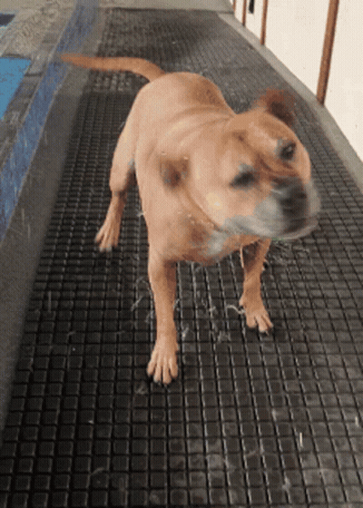 A Brown Dog Is Standing On A Black Mat GIF