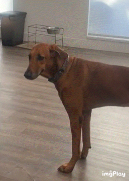 A Brown Dog Is Standing On A Wooden Floor In A Room With A Bowl On A Stand In The Background GIF