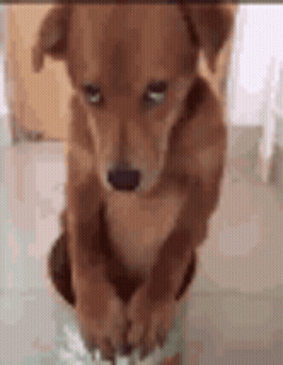 A Brown Dog Is Standing On Its Hind Legs On A Tiled Floor . GIF