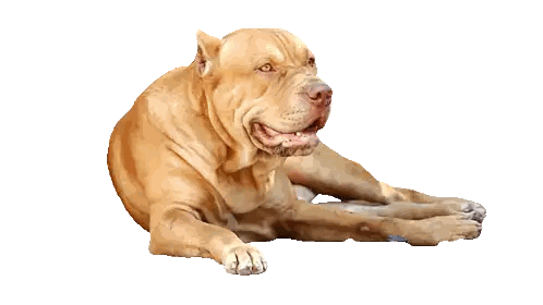 A Brown Dog Laying Down With Its Mouth Open Sticker