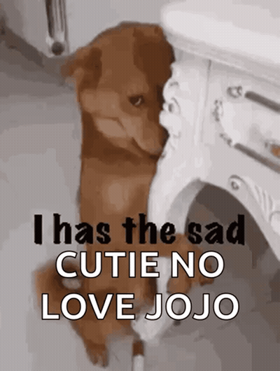 A Brown Dog Sitting Next To A White Table With The Words I Has The Sad Cutie No Love Jojo GIF