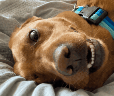 A Brown Dog Wearing A Blue And White Striped Collar Is Laying On Its Back GIF
