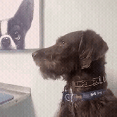 A Brown Dog Wearing A Blue Collar Is Looking At A Picture Of Another Dog . GIF