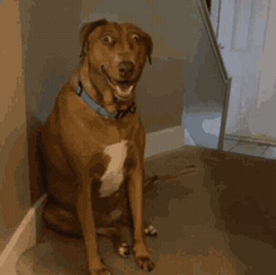 A Brown Dog Wearing A Blue Collar Is Sitting On A Staircase GIF