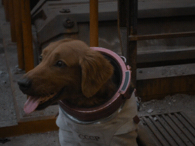 A Brown Dog Wearing A Cccp Outfit Looks Up At The Camera GIF