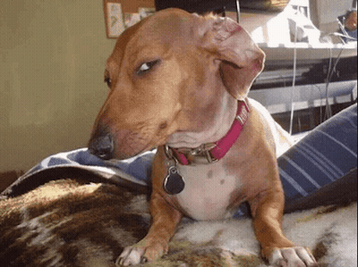 A Brown Dog Wearing A Pink Collar With A Tag That Says Jenny GIF