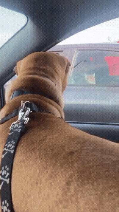 A Brown Dog With A Black And White Leash Is Sitting In A Car Looking Out The Window GIF