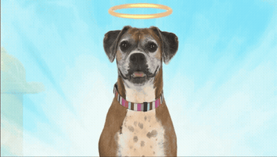 A Brown Dog With A Halo On Its Head GIF