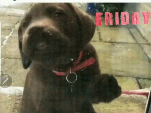 A Brown Dog With A Red Collar And The Word Friday In Red Letters GIF