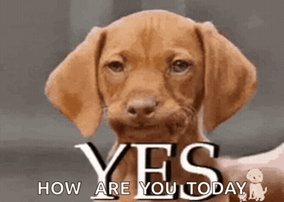 A Brown Dog With The Words Yes How Are You Today GIF