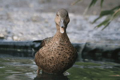 A Brown Duck Is Standing In A Pond And Looking At The Camera GIF