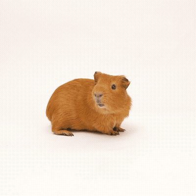 A Brown Guinea Pig With A Red Exclamation Mark Above Its Head GIF