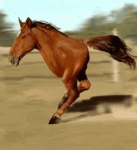 A Brown Horse Is Running On A Dirt Field GIF