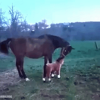 A Brown Horse Standing Next To A Brown Foal In A Field GIF