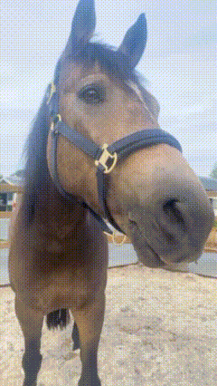 A Brown Horse Wearing A Black Bridle Is Standing In The Dirt And Looking At The Camera . GIF