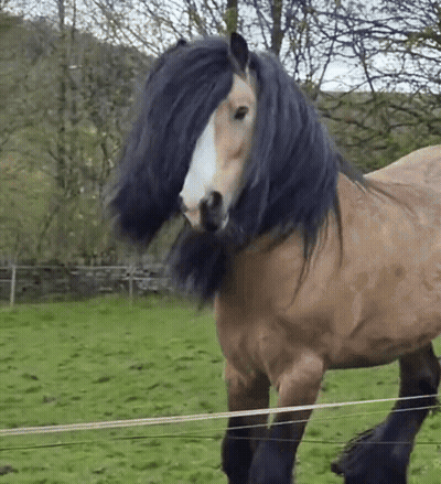 A Brown Horse With A Black Mane Is Standing In A Grassy Field GIF