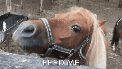 A Brown Horse With A Bridle Is Standing Next To A Fence And Looking At The Camera . GIF