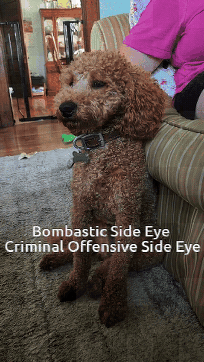 A Brown Poodle Is Sitting On A Couch With A Caption That Says " Bombastic Side Eye Criminal Offensive Side Eye " GIF