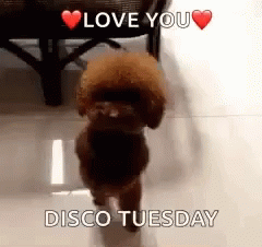 A Brown Poodle Is Walking On A Tiled Floor With The Words `` Love You Disco Tuesday '' . GIF