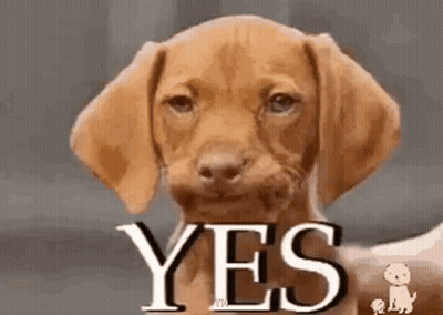 A Brown Puppy Is Looking At The Camera With The Word Yes Written On Its Face . GIF