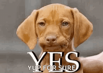 A Brown Puppy Is Looking At The Camera With The Words Yes Yup For Sure Written Above It . GIF