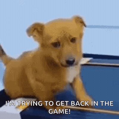 A Brown Puppy Is Sitting On A Table And Says I 'M Trying To Get Back In The Game GIF