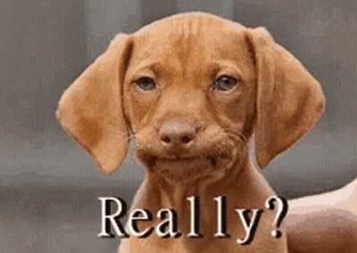 A Brown Puppy With A Funny Face And The Words Really On It GIF