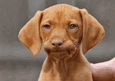 A Brown Puppy With A Funny Face Is Being Held By Someone GIF