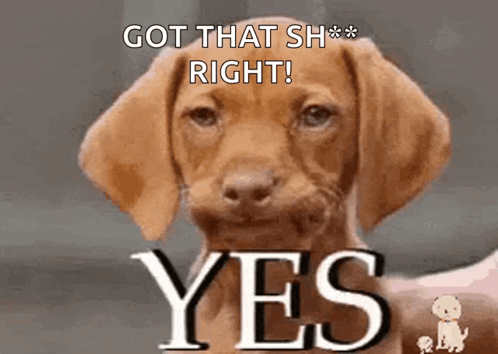 A Brown Puppy With The Words Got That Sh Right Yes Written On It GIF