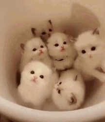 A Bucket Of Cute Kittens GIF