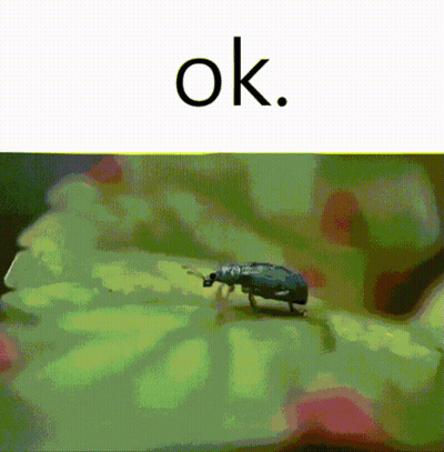 A Bug Is Crawling On A Green Leaf With The Word Ok Above It GIF