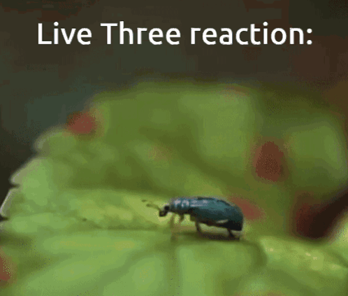 A Bug Is Crawling On A Green Leaf With The Words Live Three Reaction Below It GIF