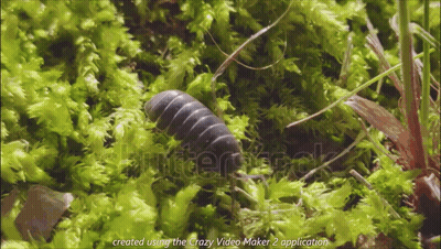 A Bug Is Crawling On A Mossy Surface With The Words Created Using The Crazy Video Maker 2 Application At The Bottom GIF